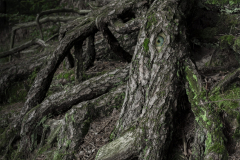 MG_0014-full-andFULL-augewald-druck-scaled