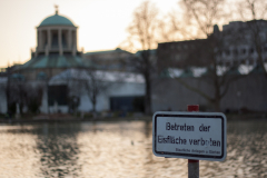 favaro-maik-baum_MG_2369